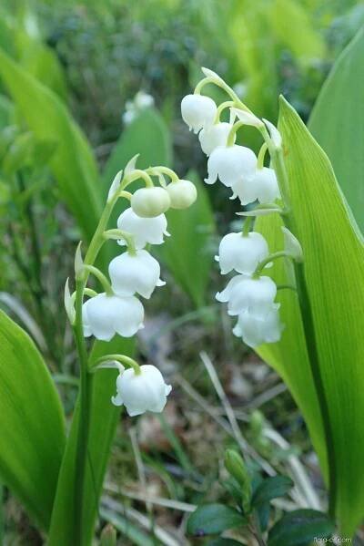 Konvalinka vonná (Convallaria majalis)