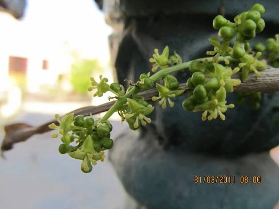 Tinospora cordifolia – eFlora of India