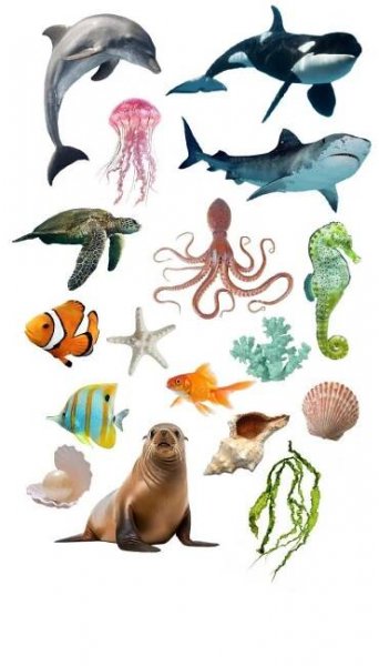 animais marinhos (colagem) | Animais marinhos, Imagens de animais domésticos, Animais