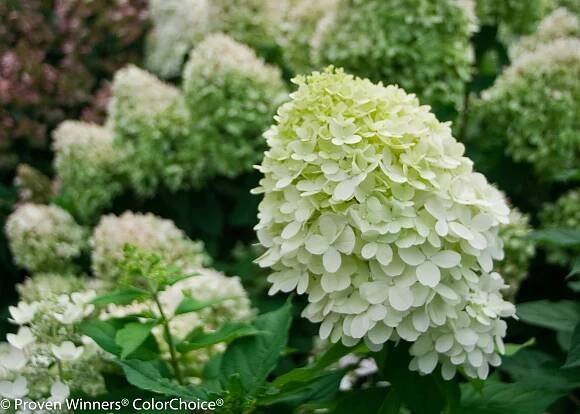 Little Lime® Hydrangea