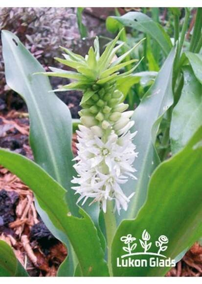Eucomis autumnalis - chocholatice
