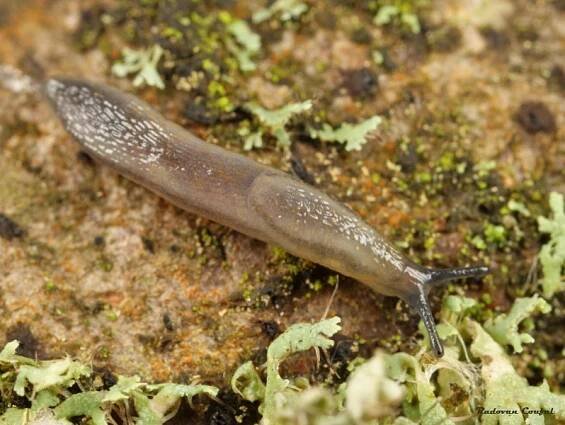 Arion silvaticus - plzák hajní | Arionidae - plzákovití | Natura Bohemica