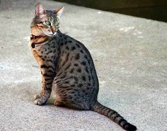 Soubor:Egyptian Mau Bronze.jpg – Wikipedie