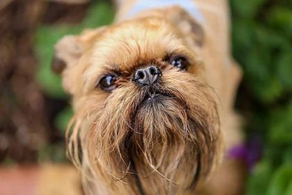 Brussels Griffon – Toy Group