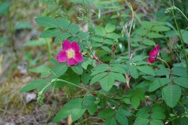BOTANICKÁ EXKURZE V ANGLICKÉM PARKU NA DOBŘÍŠI – Přírodovědný spolek Dobříš