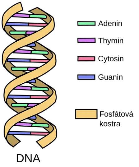 Thymidin – Wikipedie