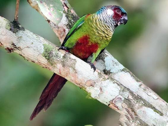 Pyrury mutace