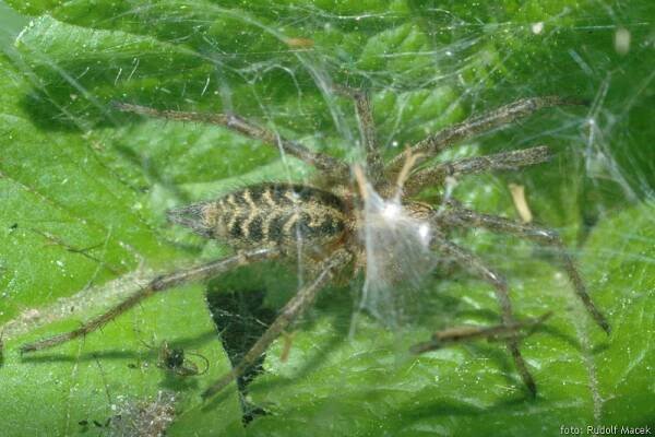Česká arachnologická společnost - Agelena labyrinthica (Clerck, 1757) [pokoutník nálevkovitý] → Čeleď: Agelenidae → Rod
