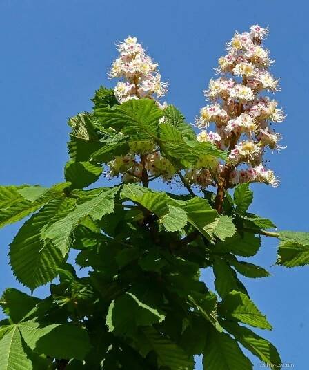 Jírovec maďal (Aesculus hippocastanum)