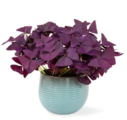 Oxalis triangularis Ø12cm