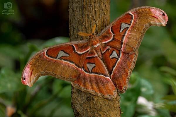 Attacus Atlas