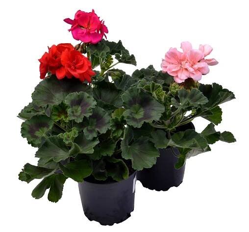 Muškát vzpřímený - Pelargonie páskatá (Pelargonium zonale) cca 11 cm nakoupit u OBI