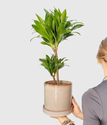 Dracaena Compacta