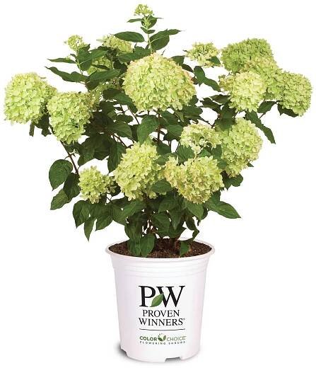 Little Lime® - Panicle Hydrangea - Hydrangea paniculata | Proven Winners