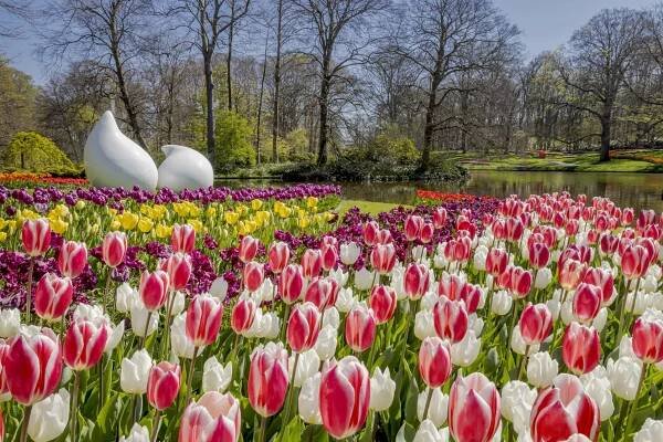 Pre-order and plant your tulip bulbs now for a colourful spring in 2026