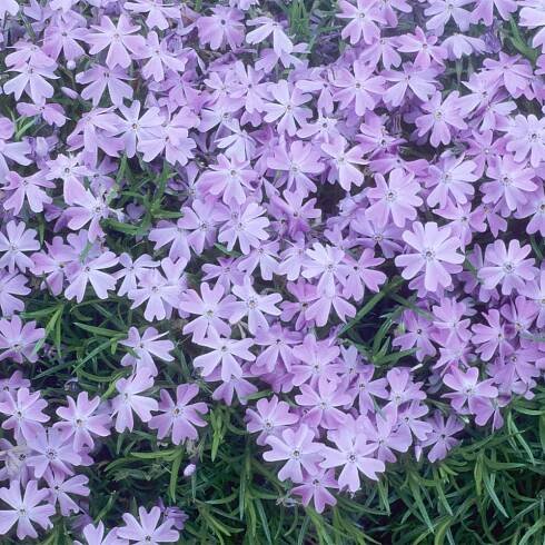 Phlox subulata 'Emerald Cushion Blue' - Image 2