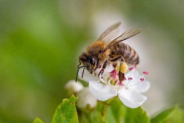 World Honey Bee Day – Beautiful Flowers You Could Plant to Help the Bees