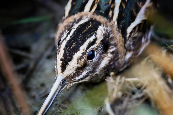 Bekasina otavní (Gallinago gallinago)