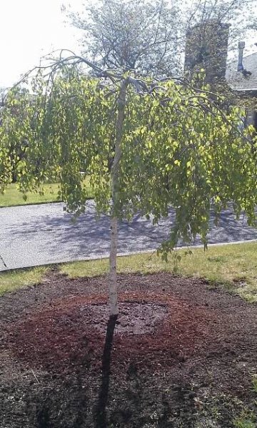Field Services – Oakstead Victoria Tree Service, Arborist & Property Care