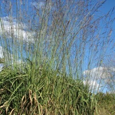 lipnicovité- POACEAE – PlantaNaturalis.com