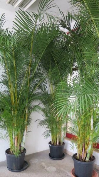 MOMENTÁLNĚ NEDOSTUPNÉ - ARECA Dypsis lutescens výška 350 cm