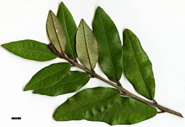 Aextoxicon punctatum
