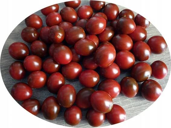 Rajče KUMATO MINI čokoládové koktejlové typu cherry SET PRO PĚSTOVÁNÍ XXL Druh rostliny papriky