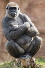 Zoo Praha: Amazonie zatím nebude, gorily mají přednost