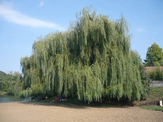Los salix son árboles con raíces agresivas