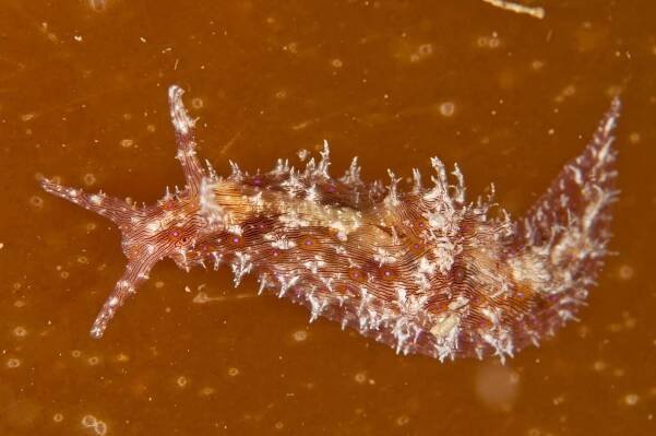 Skip's Underwater Image Gallery > Non-Nudibranch Sea Slugs & Flatworms from NZ
