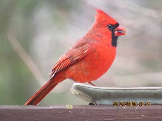 Photos – Stephanie C Brown
