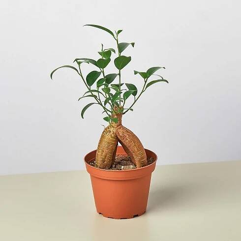 House Plant Pals