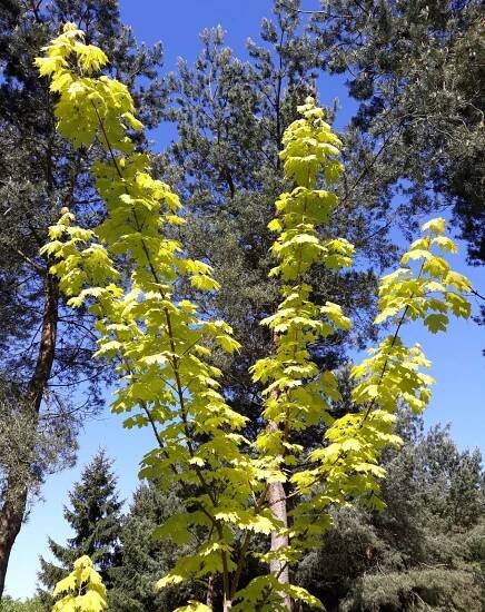 Acer platanoides 'Prigo'