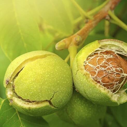 Walnut Tree Harvesting: When Are Walnuts Ready To Pick