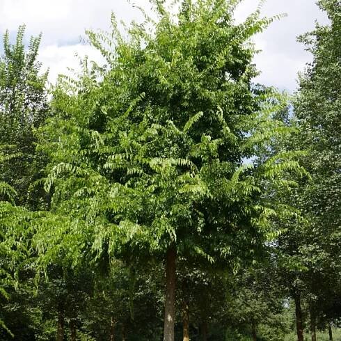 Celtis occidentalis – břestovec západní