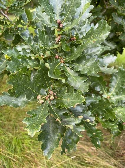 Quercus robur