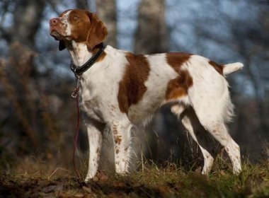 Vybíráme psa: Bretaňský ohař dlouhosrstý - Světem zvířat
