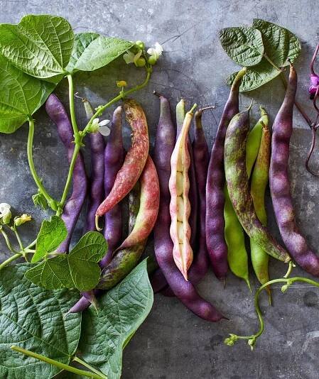 purple and green beans are on the ground next to leafy plants, with leaves around them
