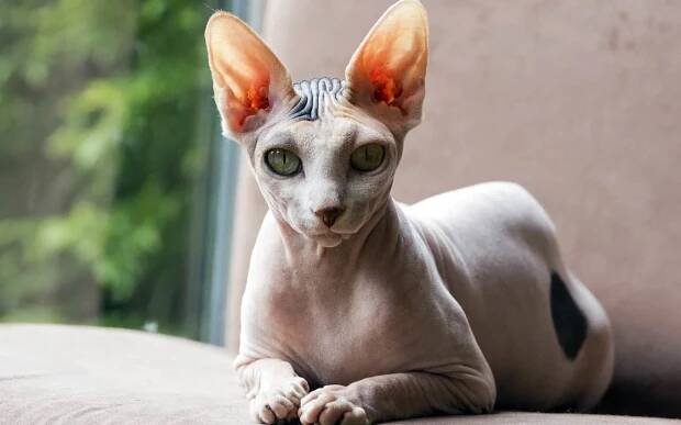 Peterbald cat – the Petersburg Sphynx