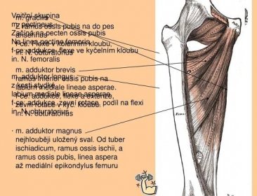 in. N. femoralis. m. adduktor longus. z kosti stydké, labium mediale lineae asperae. f-ce: addukce, zevní rotace, podíl na flexi. in. N. obturatorius. . m. gracilis. Z ramus ossis pubis na do pes anserinus. f-ce. Flexe v kolenním kloubu, in. N. obturatorius. m. adduktor brevis. ramus inferior ossis pubis na labium mediale lineae asperae. f-ce: addukce, flexe a extenze, zevní rotace v kyč. kloubu. m. adduktor magnus. nejhlouběji uložený sval. Od tuber ischiadicum, ramus ossis ischii, a ramus ossis pubis, linea aspera až mediální epikondylus femuru.
