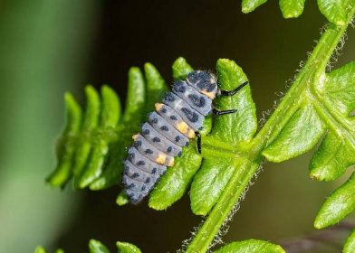 Larva slunéčka (Zdroj: Shutterstock)