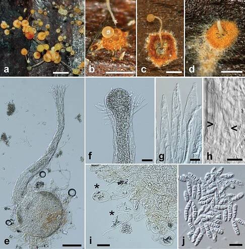 Heterogastridiales