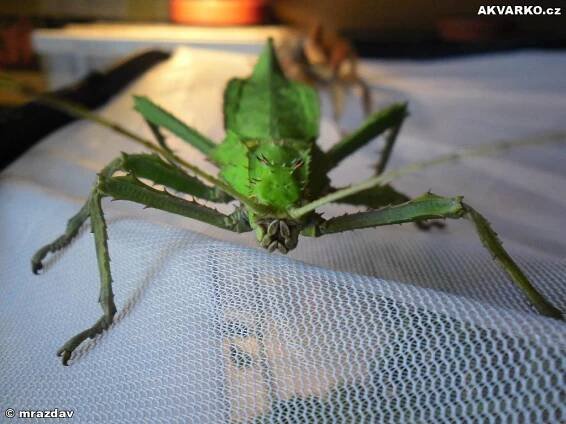 Heteropteryx dilatata-Strašilka obrovská a Extatosoma tiaratum-Strašilka australská - AKVARKO.cz