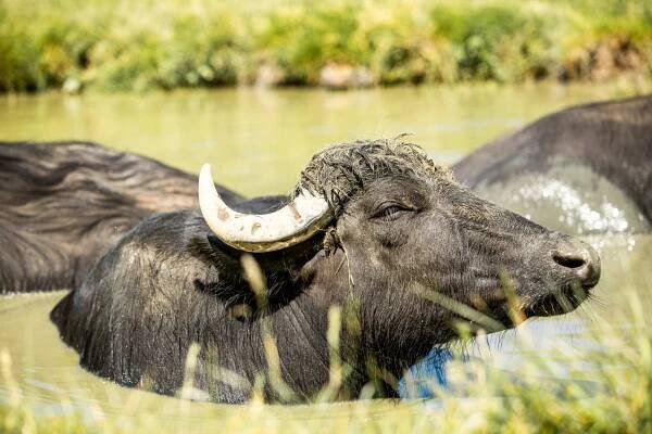 Safari_buvol domácí_foto M.Vlčková