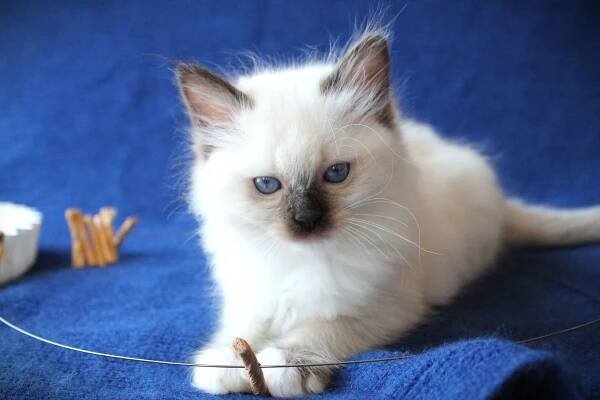 Available Ragdoll Kittens | True Blue Ragdolls 