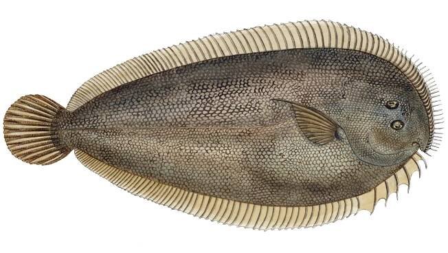 Peltorhamphus