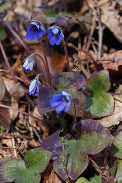 Jaterník podléška (Hepatica nobilis)