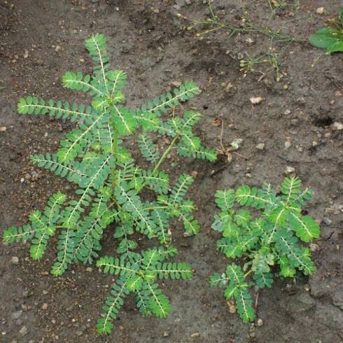 Medicinal Uses, Health Benefits and Natural Home Remedies of Phyllanthus Niruri ~ Keelanelli ~ Chanca Piedra