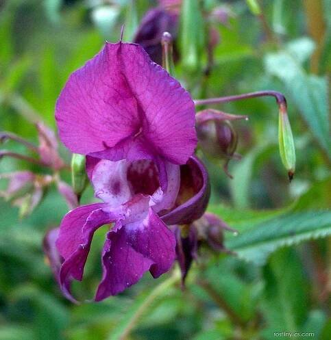 Atlas: impatiens glandulifera 1