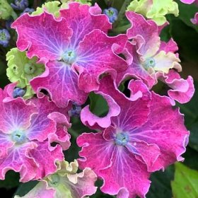 Hortenzie ‘Curly® Sparke Blue Purple, 20-30 cm Červená ► Rostliny-Harmonie.cz